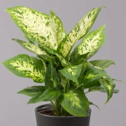 Dieffenbachie 'Compacta' Mit Keramiktopf Dallas Anthrazit, Topf-Ø12cm, 3er-Set -LECHUZA || Wagner Verkaufsgeschäft 0220170085 Dieffenbachia Compacta mit Topf Dallas anthrazit 2