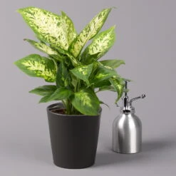 Dieffenbachie 'Compacta' Mit Keramiktopf Dallas Anthrazit, Topf-Ø12cm, 3er-Set -LECHUZA || Wagner Verkaufsgeschäft 0220170085 Dieffenbachia Compacta mit Topf Dallas anthrazit 3