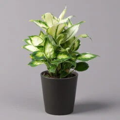 Dieffenbachie 'Cool Beauty' Mit Keramiktopf Anthrazit, Topf-Ø 12 Cm, 3er-Set -LECHUZA || Wagner Verkaufsgeschäft 0220170087 Dieffenbachia Cool Beauty Dallas anthrazit 1