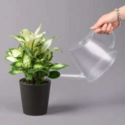 Dieffenbachie 'Cool Beauty' Mit Keramiktopf Anthrazit, Topf-Ø 12 Cm, 3er-Set -LECHUZA || Wagner Verkaufsgeschäft 0220170087 Dieffenbachia Cool Beauty Dallas anthrazit 3