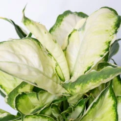 Dieffenbachie 'Cool Beauty' Mit Keramiktopf Anthrazit, Topf-Ø 12 Cm, 3er-Set -LECHUZA || Wagner Verkaufsgeschäft 0220170087 Dieffenbachia Cool Beauty Dallas anthrazit 4