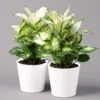 Dieffenbachie 'Cool Beauty' Mit Keramiktopf Dallas Weiß,Topf-Ø12cm, 2er-Set -LECHUZA || Wagner Verkaufsgeschäft 0220170088 Dieffenbachia Cool Beauty Dallas weiss 2er Set2