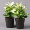 Dieffenbachie 'Cool Beauty ' Mit Keramiktopf Anthrazit, Topf-Ø 12 Cm, 2er-Set -LECHUZA || Wagner Verkaufsgeschäft 0220170089 Dieffenbachia Cool Beauty Dallas anthrazit 2er Set2