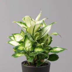 Dieffenbachie 'Cool Beauty' Mit Keramiktopf Dallas Anthrazit, Topf-Ø12cm -LECHUZA || Wagner Verkaufsgeschäft 0220170091 Dieffenbachia Cool Beauty Dallas anthrazit 22