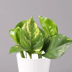 Efeutute Mit Keramiktopf Dallas Weiß, Topf-Ø 12 Cm, Höhe Ca. 15 Cm, 2er-Set -LECHUZA || Wagner Verkaufsgeschäft 0220180186 Epipremum pinn Dallas weiss 2