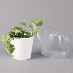 Scindapsus Pictus 'Argyraeus' In Keramitopf Dallas Weiß, Topf-Ø 12 Cm, 2er-Set -LECHUZA || Wagner Verkaufsgeschäft 0220180197 Scind pict Argyraeus Topf Dallas weiss 1