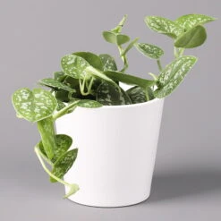 Scindapsus Pictus 'Argyraeus' In Keramitopf Dallas Weiß, Topf-Ø 12 Cm, 2er-Set -LECHUZA || Wagner Verkaufsgeschäft 0220180197 Scind pict Argyraeus Topf Dallas weiss 2