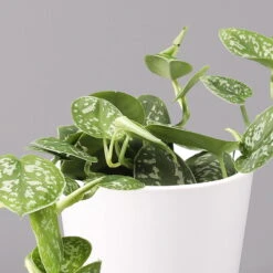 Scindapsus Pictus 'Argyraeus' In Keramitopf Dallas Weiß, Topf-Ø 12 Cm, 2er-Set -LECHUZA || Wagner Verkaufsgeschäft 0220180197 Scind pict Argyraeus Topf Dallas weiss 3