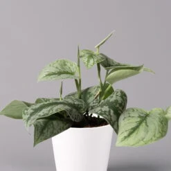 Scindapsus Pictus 'Trebie' In Keramiktopf Dallas Weiß, Topf-Ø 12 Cm 12 Scindapsus Pictus 'Trebie' In Keramiktopf Dallas Weiß, Topf-Ø 12 Cm -LECHUZA || Wagner Verkaufsgeschäft 0220180202 Scindapsus pictus Trebie mit Dallas weiss 12cm WS 2