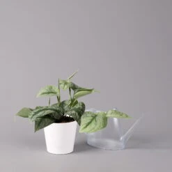 Scindapsus Pictus 'Trebie' In Keramiktopf Dallas Weiß, Topf-Ø 12 Cm 13 Scindapsus Pictus 'Trebie' In Keramiktopf Dallas Weiß, Topf-Ø 12 Cm -LECHUZA || Wagner Verkaufsgeschäft 0220180202 Scindapsus pictus Trebie mit Dallas weiss 12cm WS 3