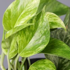 Efeutute 'Marble Queen' Inkl. Übertopf Vibes Gelb, Topf-Ø 12 Cm, Höhe Ca. 15 Cm -LECHUZA || Wagner Verkaufsgeschäft 0220180206 Epipr Marble Queen Topf Dallas anthrazit 43