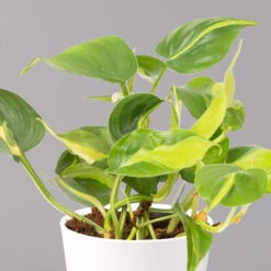 Philodendron 'Brasil' In Keramiktopf Dallas Weiß, Topf-Ø 12 Cm, 2er-Set -LECHUZA || Wagner Verkaufsgeschäft 0220180292 Philo scandens Brasil in Dallas weiss 12cm 2er Set 3 114659