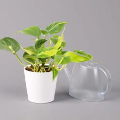 Philodendron 'Brasil' In Keramiktopf Dallas Weiß, Topf-Ø 12 Cm, 2er-Set -LECHUZA || Wagner Verkaufsgeschäft 0220180292 Philo scandens Brasil in Dallas weiss 12cm 2er Set 4 114660