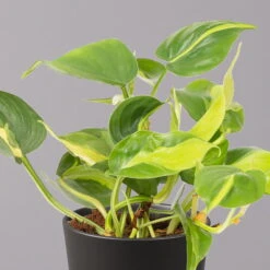 Philodendron 'Brasil' In Keramiktopf Dallas Anthrazit, Topf-Ø 12cm, 2er-Set -LECHUZA || Wagner Verkaufsgeschäft 0220180294 Philo scandens Brasil in Dallas anthr 12cm 2er Set 3 114651