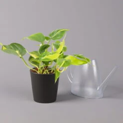 Philodendron 'Brasil' In Keramiktopf Dallas Anthrazit, Topf-Ø 12cm, 2er-Set -LECHUZA || Wagner Verkaufsgeschäft 0220180294 Philo scandens Brasil in Dallas anthr 12cm 2er Set 4 114652