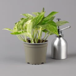 Efeutute 'Marble Queen' Inkl. Übertopf Vibes Gelb, Topf-Ø 12 Cm, Höhe Ca. 15 Cm -LECHUZA || Wagner Verkaufsgeschäft 0220180373 0220180374 0220180375 0220180376 Epipremnum Marble queen 125502