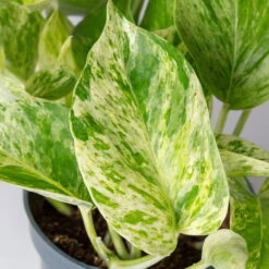 Efeutute 'Marble Queen' Inkl. Übertopf Vibes Gelb, Topf-Ø 12 Cm, Höhe Ca. 15 Cm -LECHUZA || Wagner Verkaufsgeschäft 0220180373 0220180374 0220180375 0220180376 Epipremnum Marble queen 7 124941