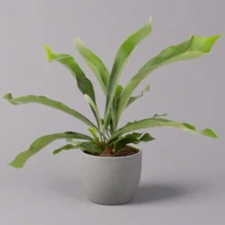 Titelseite 31 Titelseite -LECHUZA || Wagner Verkaufsgeschäft 0220190143 Platycerium bifurcatum 12cm 2er Set 2