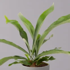 Geweihfarn, Topf-Ø 12 Cm, Höhe Ca. 30 Cm, 2er-Set -LECHUZA || Wagner Verkaufsgeschäft 0220190143 Platycerium bifurcatum 12cm 2er Set 3