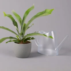 Geweihfarn, Topf-Ø 12 Cm, Höhe Ca. 30 Cm, 2er-Set -LECHUZA || Wagner Verkaufsgeschäft 0220190143 Platycerium bifurcatum 12cm 2er Set 4