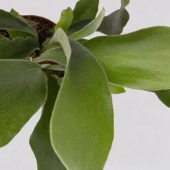 Geweihfarn, Topf-Ø 12 Cm, Höhe Ca. 30 Cm, 2er-Set -LECHUZA || Wagner Verkaufsgeschäft 0220190143 Platycerium bifurcatum 2er Set 7