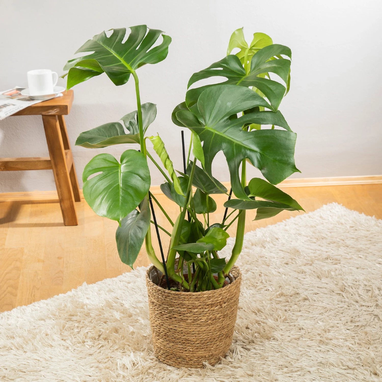 Monstera Deliciosa In Korb Osaka, Topf-Ø 21 Cm, Höhe Ca. 50-70 Cm 3 Monstera Deliciosa In Korb Osaka, Topf-Ø 21 Cm, Höhe Ca. 50-70 Cm