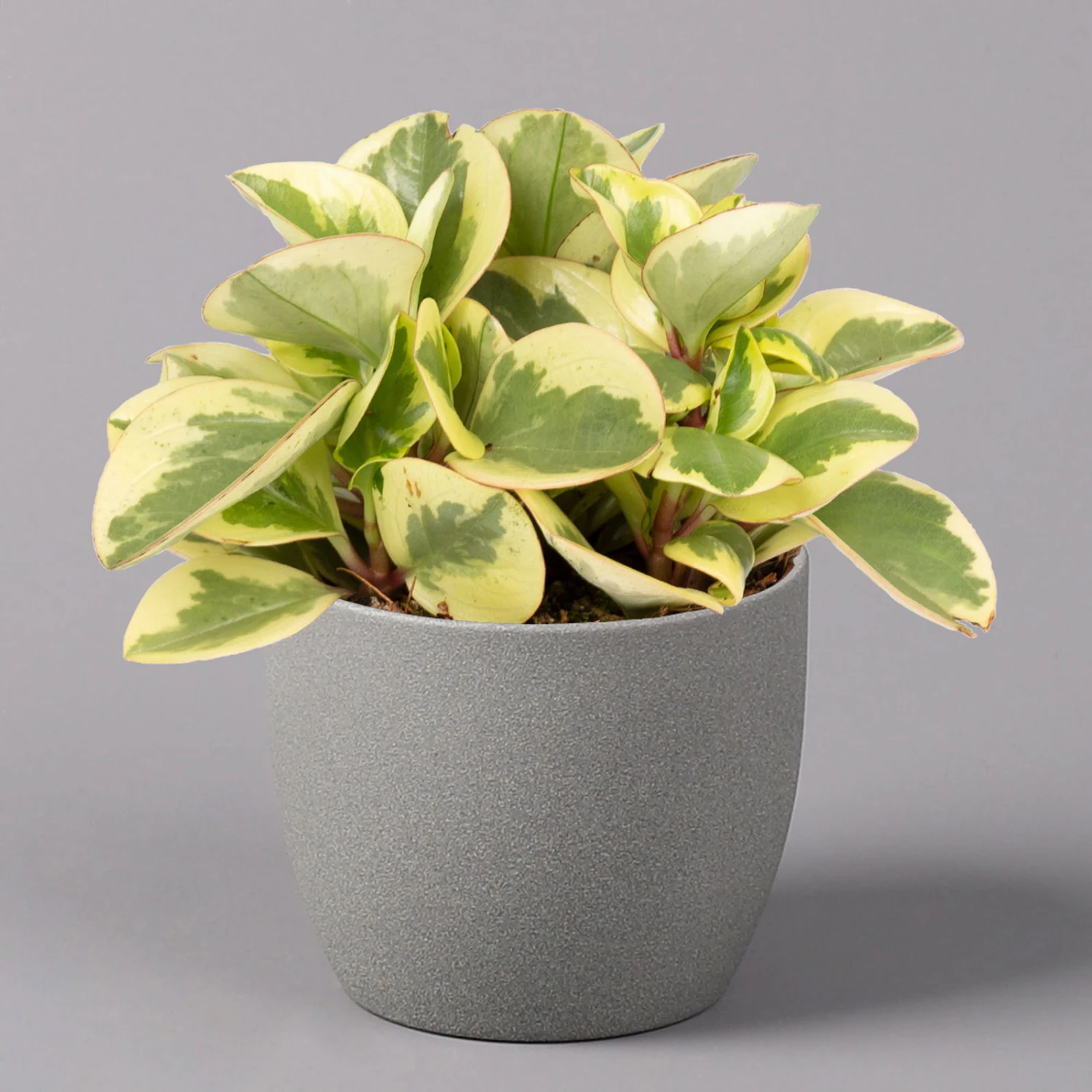 Peperomia, Verschiedene Arten Nach Verfügbarkeit, Topf-Ø 12 Cm, Höhe Ca. 20 Cm 4 Peperomia, Verschiedene Arten Nach Verfügbarkeit, Topf-Ø 12 Cm, Höhe Ca. 20 Cm – Bild 2