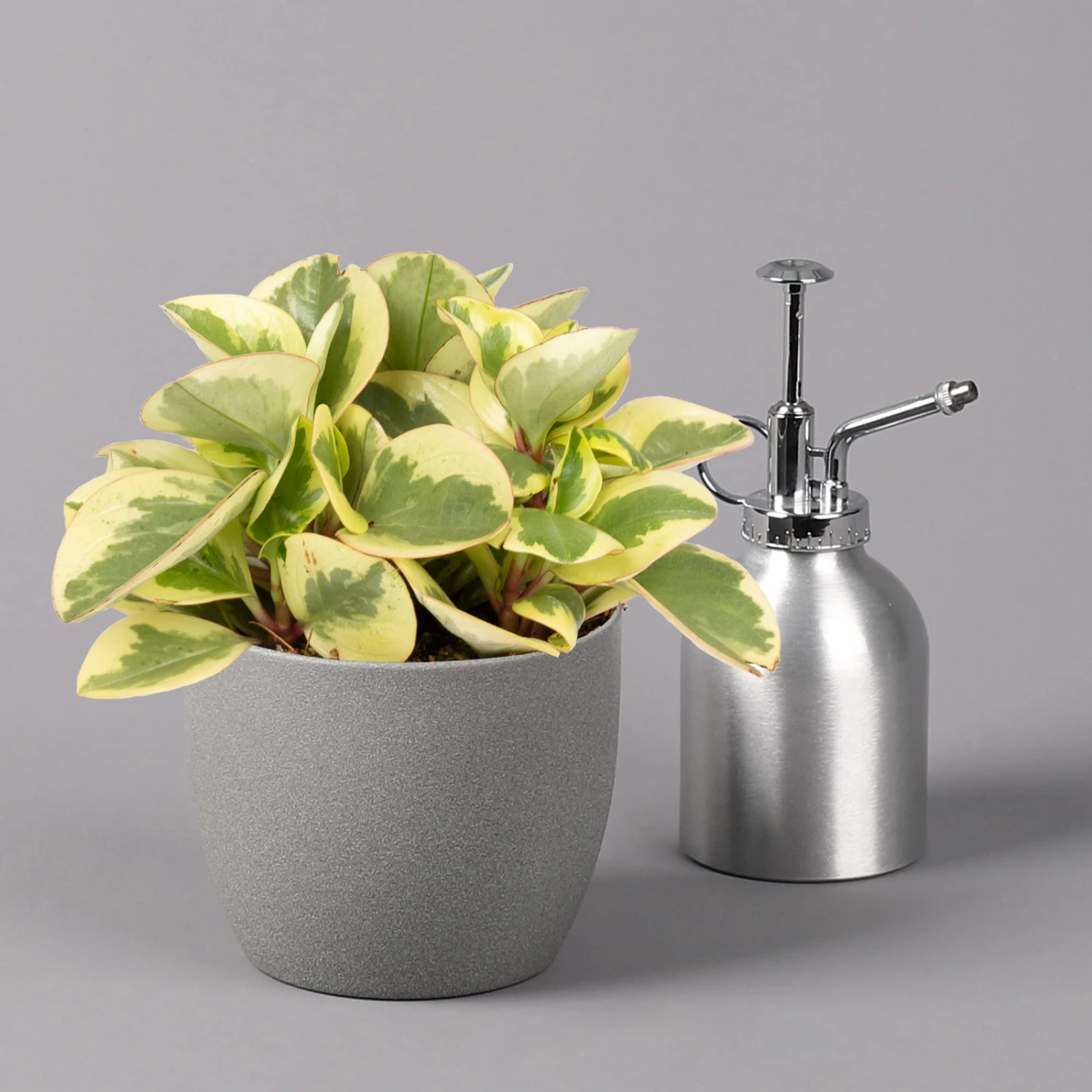 Peperomia, Verschiedene Arten Nach Verfügbarkeit, Topf-Ø 12 Cm, Höhe Ca. 20 Cm 5 Peperomia, Verschiedene Arten Nach Verfügbarkeit, Topf-Ø 12 Cm, Höhe Ca. 20 Cm – Bild 3