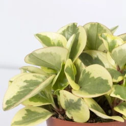 Peperomia, Verschiedene Arten Nach Verfügbarkeit, Topf-Ø 12 Cm, Höhe Ca. 20 Cm 14 Peperomia, Verschiedene Arten Nach Verfügbarkeit, Topf-Ø 12 Cm, Höhe Ca. 20 Cm -LECHUZA || Wagner Verkaufsgeschäft 0220450196 Peperomia Mix 3er Set 2