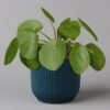 Pilea Peperomioides In Übertopf Vibes Blau, Topf-Ø 12 Cm, H: Ca. 20 Cm 1 Pilea Peperomioides In Übertopf Vibes Blau, Topf-Ø 12 Cm, H: Ca. 20 Cm -LECHUZA || Wagner Verkaufsgeschäft 0220450224 Pilea pepromioides in uebertopf blau 12cmT H20cm Elho Vibes 125191