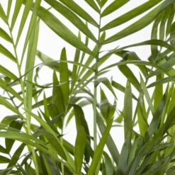 Bergpalme, Topf-Ø 19 Cm, Höhe Ca. 65 Cm -LECHUZA || Wagner Verkaufsgeschäft 0220502108 Chamaedorea elegans