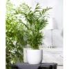 Bergpalme, Topf-Ø 19 Cm, Höhe Ca. 65 Cm 1 Bergpalme, Topf-Ø 19 Cm, Höhe Ca. 65 Cm -LECHUZA || Wagner Verkaufsgeschäft 0220502108 Chamaedorea elegans1