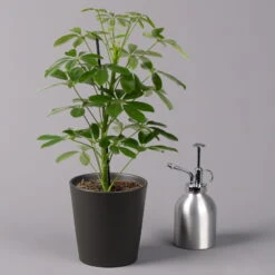 Strahlenaralie 'Nora' Inkl. Übertopf Dallas Anthrazit, Topf 13 Cm Ø 11 Strahlenaralie 'Nora' Inkl. Übertopf Dallas Anthrazit, Topf 13 Cm Ø -LECHUZA || Wagner Verkaufsgeschäft 0220550537 Schefflera Nora im Topf Dallas anthra 3