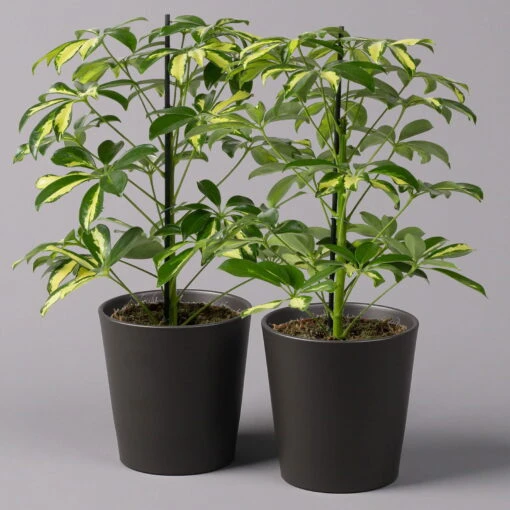 Strahlenaralie 'Gerda' In Keramiktopf Anthrazit, Topf-Ø 13cm, Höhe 55cm, 2er-Set 3 Strahlenaralie 'Gerda' In Keramiktopf Anthrazit, Topf-Ø 13cm, Höhe 55cm, 2er-Set -LECHUZA || Wagner Verkaufsgeschäft 0220550545 Schefflera Gerda im Topf Dallas anthr 2er Set2