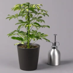 Strahlenaralie 'Gerda' In Keramiktopf Anthrazit, Topf-Ø 13cm, Höhe 55cm, 2er-Set 13 Strahlenaralie 'Gerda' In Keramiktopf Anthrazit, Topf-Ø 13cm, Höhe 55cm, 2er-Set -LECHUZA || Wagner Verkaufsgeschäft 0220550545 Schefflera Gerda im Topf Dallas anthr 3