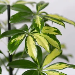 Strahlenaralie 'Gerda' In Keramiktopf Anthrazit, Topf-Ø 13cm, Höhe 55cm, 2er-Set 14 Strahlenaralie 'Gerda' In Keramiktopf Anthrazit, Topf-Ø 13cm, Höhe 55cm, 2er-Set -LECHUZA || Wagner Verkaufsgeschäft 0220550545 Schefflera Gerda im Topf Dallas anthr 4