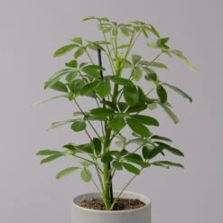 Strahlenaralie 'Nora', Topf 13 Cm Ø, Höhe Ca. 55 Cm, 3er-Set, -LECHUZA || Wagner Verkaufsgeschäft 0220550556 Schefflera ar Nora 3er Set 13cm WS 22