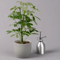 Strahlenaralie 'Nora', Topf 13 Cm Ø, Höhe Ca. 55 Cm, 3er-Set, -LECHUZA || Wagner Verkaufsgeschäft 0220550556 Schefflera ar Nora 3er Set 13cm WS 32