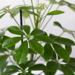 Strahlenaralie 'Nora', Topf 13 Cm Ø, Höhe Ca. 55 Cm, 3er-Set, -LECHUZA || Wagner Verkaufsgeschäft 0220550556 Schefflera ar Nora 3er Set 13cm WS 42