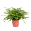 Asplenium 'Parvati', Topf-Ø 23 Cm, Höhe Ca. 50 Cm -LECHUZA || Wagner Verkaufsgeschäft 0220601388 Asplenium Parvati 24cm Topf Hoehe 50cm 119378