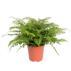 Asplenium 'Parvati', Topf-Ø 23 Cm, Höhe Ca. 50 Cm