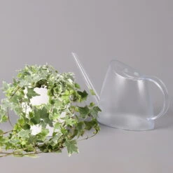 Hedera Helix 'Variegata' In Keramiktopf Dallas Weiß, Topf-Ø 12/13 Cm -LECHUZA || Wagner Verkaufsgeschäft 0220650237 Hedera weissbunt in Topf Dallas weiss 3 2