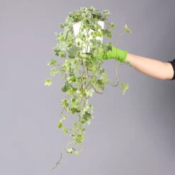 Hedera Helix 'Variegata' In Keramiktopf Dallas Weiß, Topf-Ø 12/13 Cm, 2er-Set -LECHUZA || Wagner Verkaufsgeschäft 0220650237 Hedera weissbunt in Topf Dallas weiss 8