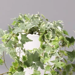 Hedera Helix 'Variegata' In Keramiktopf Dallas Weiß, Topf-Ø 12/13 Cm, 3er-Set -LECHUZA || Wagner Verkaufsgeschäft 0220650237 Hedera weissbunt in Topf Dallas weiss 2 108004 1