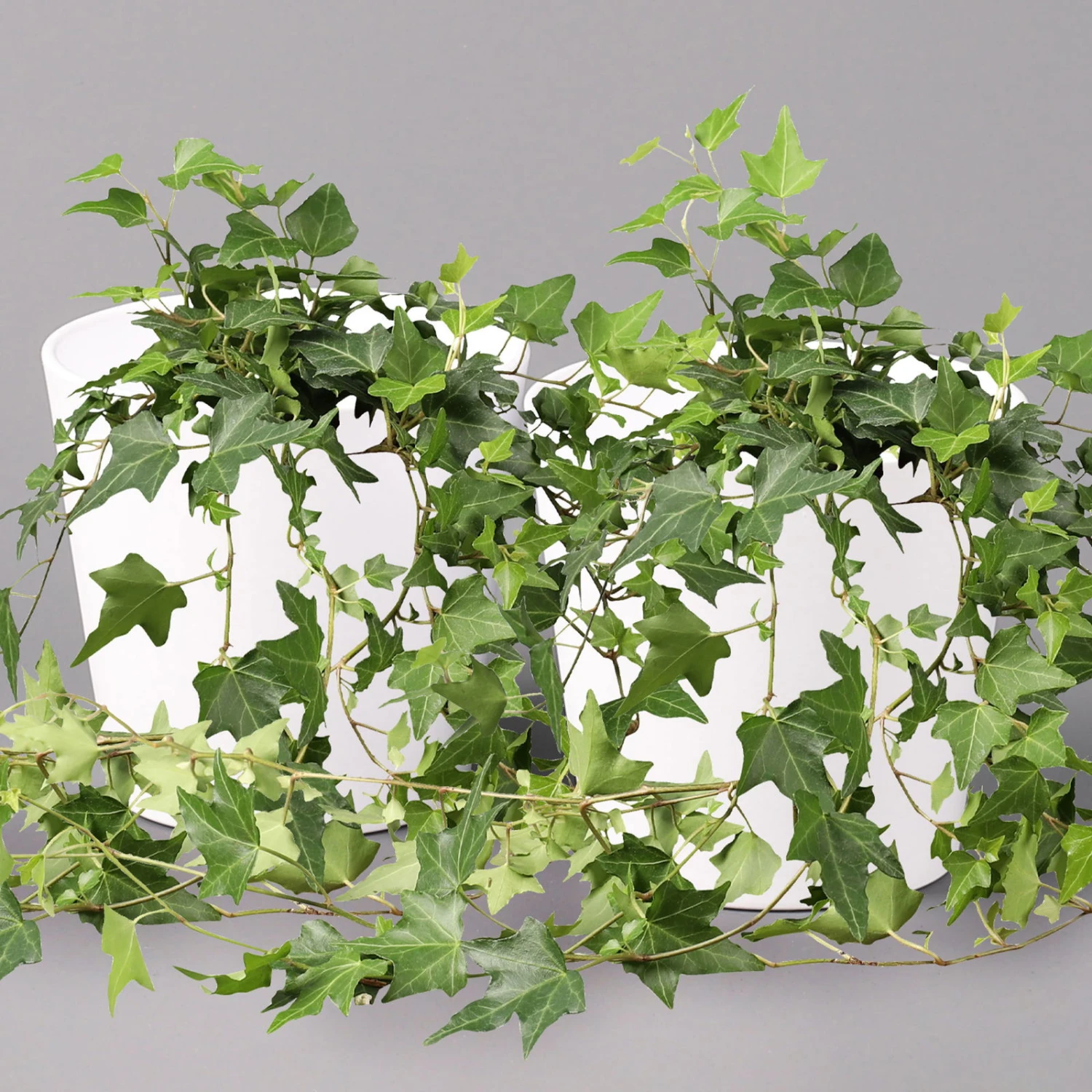 Hedera Helix In Keramiktopf Dallas Weiß, Topf-Ø 12/13 Cm, 2er-Set 3 Hedera Helix In Keramiktopf Dallas Weiß, Topf-Ø 12/13 Cm, 2er-Set