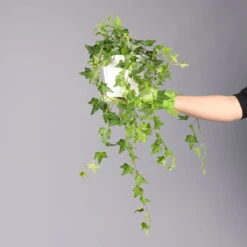 Hedera Helix In Keramiktopf Dallas Weiß, Topf-Ø 12/13 Cm, 2er-Set 14 Hedera Helix In Keramiktopf Dallas Weiß, Topf-Ø 12/13 Cm, 2er-Set -LECHUZA || Wagner Verkaufsgeschäft 0220650241 Hedera gruen Elja in Topf Dallas weiss 4