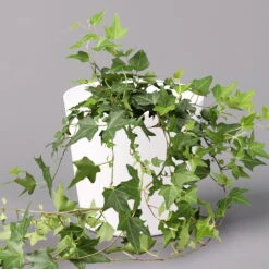 Hedera Helix In Keramiktopf Dallas Weiß, Topf-Ø 12/13 Cm, 2er-Set 11 Hedera Helix In Keramiktopf Dallas Weiß, Topf-Ø 12/13 Cm, 2er-Set -LECHUZA || Wagner Verkaufsgeschäft 0220650241 Hedera gruen in Topf Dallas weiss 1