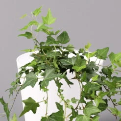 Hedera Helix In Keramiktopf Dallas Weiß, Topf-Ø 12/13 Cm, 2er-Set 12 Hedera Helix In Keramiktopf Dallas Weiß, Topf-Ø 12/13 Cm, 2er-Set -LECHUZA || Wagner Verkaufsgeschäft 0220650241 Hedera gruen in Topf Dallas weiss 2