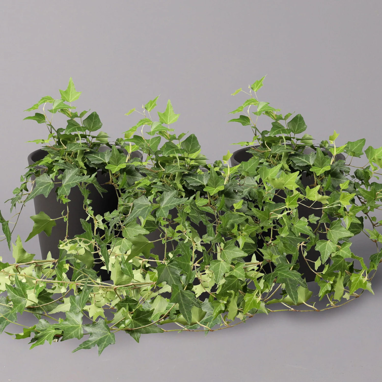 Efeu Inkl. Keramiktopf Dallas Anthrazit Topf-Ø 12/13 Cm, 3er-Set 3 Efeu Inkl. Keramiktopf Dallas Anthrazit Topf-Ø 12/13 Cm, 3er-Set