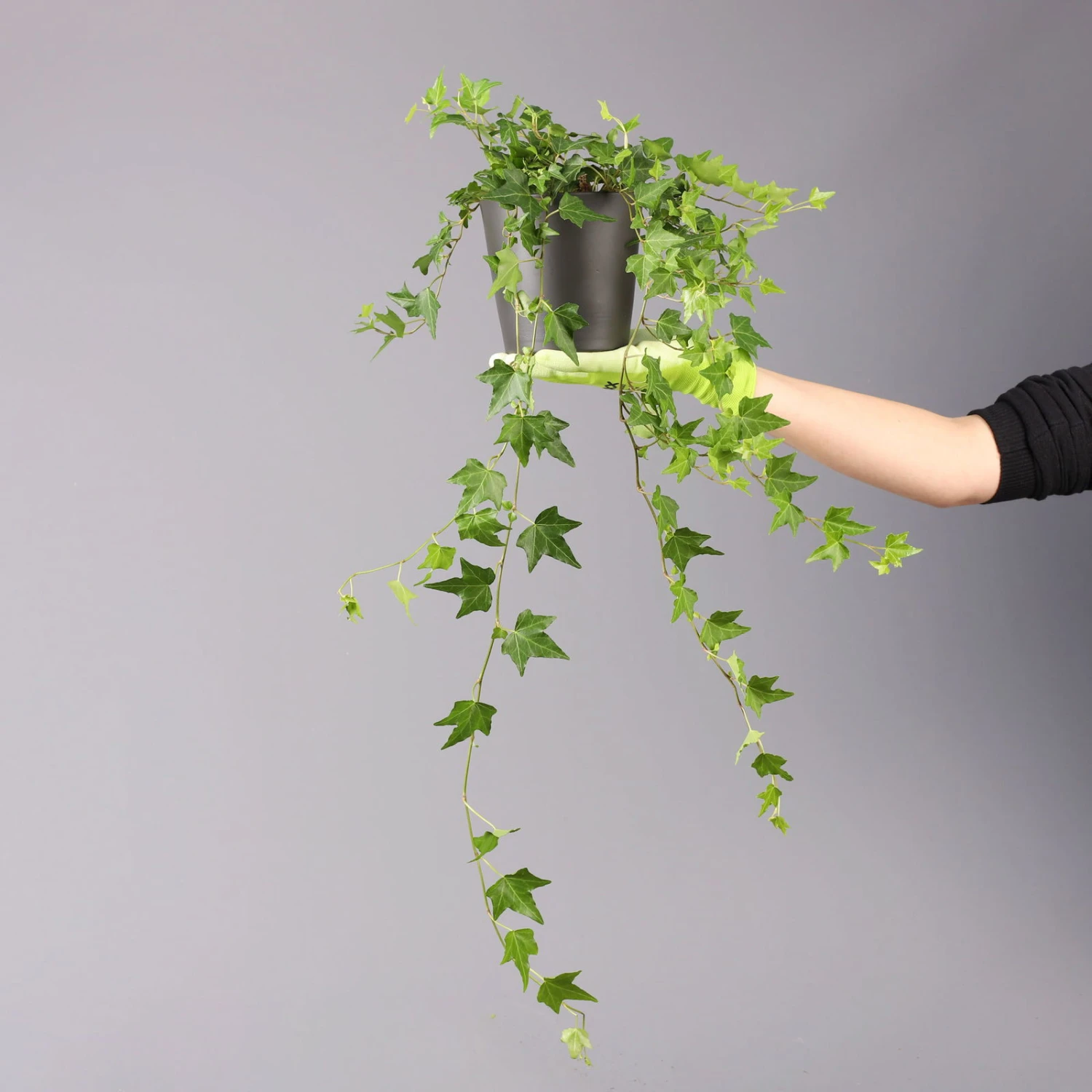 Efeu Inkl. Keramiktopf Dallas Anthrazit Topf-Ø 12/13 Cm, 3er-Set 7 Efeu Inkl. Keramiktopf Dallas Anthrazit Topf-Ø 12/13 Cm, 3er-Set – Bild 5